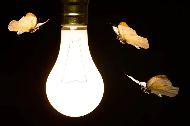 Butterflies fluttering around a glowing light bulb while considering if LED lights attract bugs - Do LED Lights Attract Bugs? - Vorlane - Vorlane Butterflies fluttering around a glowing light bulb while considering if LED lights attract bugs - Do LED Lights Attract Bugs? - Vorlane - Vorlane
