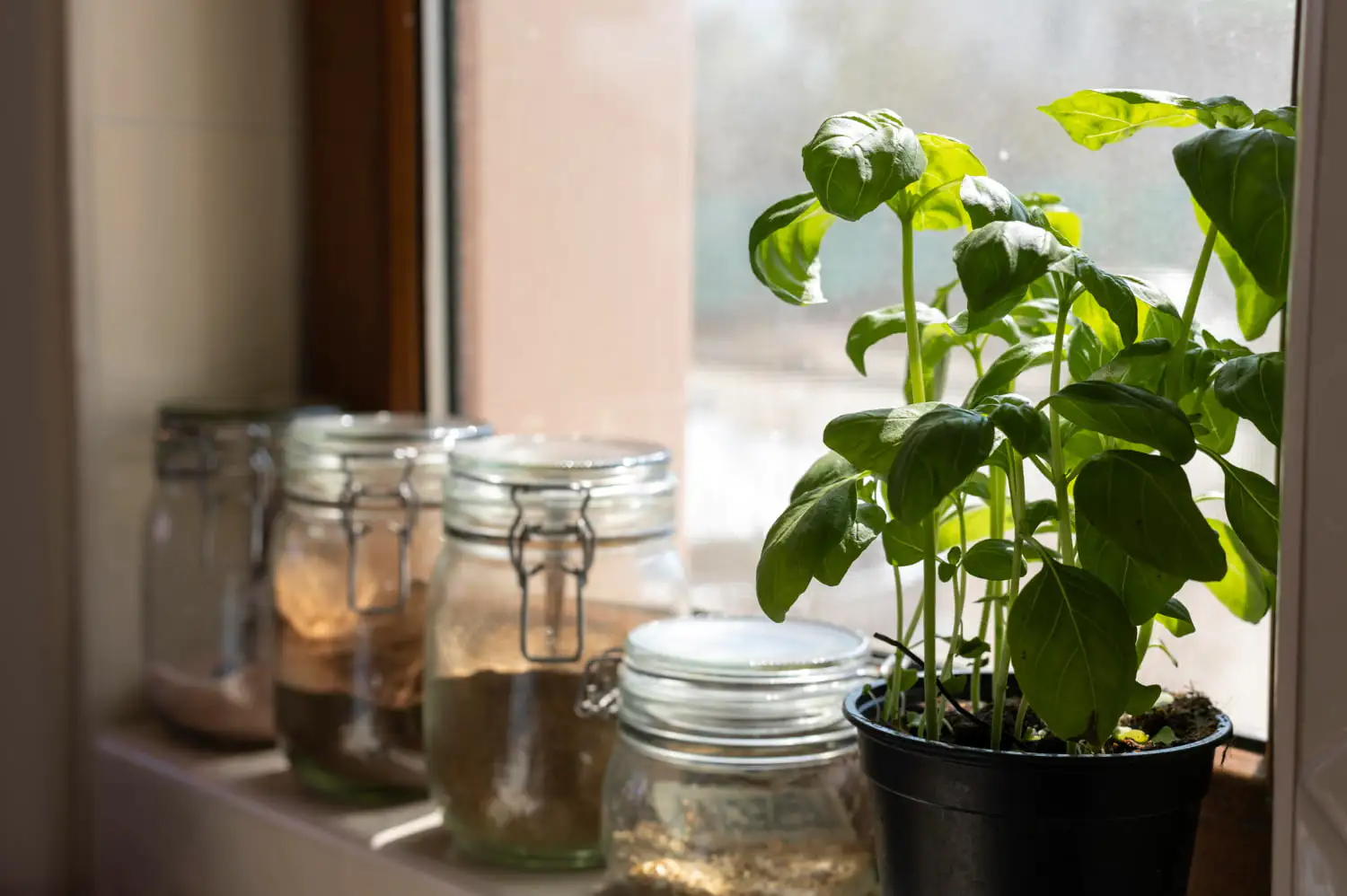 Sunlit basil plant thriving indoors demonstrating effective indoor plant lighting strategies - Indoor Plant Lighting 101 For Healthy, Thriving Plants - Vorlane - Vorlane Sunlit basil plant thriving indoors demonstrating effective indoor plant lighting strategies - Indoor Plant Lighting 101 For Healthy, Thriving Plants - Vorlane - Vorlane